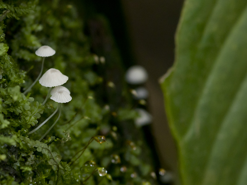 Mycena hawaiiensis